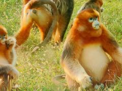 -济南野生动物世界