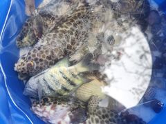 -蓝湾碧波·老字号·疍家非遗海上餐厅