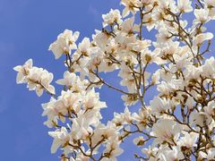 -国家图书馆·古籍馆