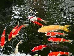 -鲤院·新中式美学·庭院餐厅(夫子庙店)