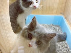 -屋虎猫馆(宝安大仟里店)