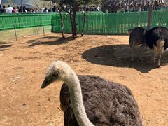 -西霞口神雕山野生动物世界