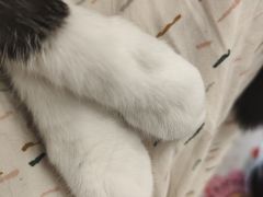 -有喵·猫咖·狗咖·30几只猫10只小狗(岗厦店)