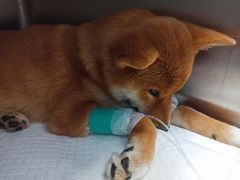 -瑞派·关忠动物医院·异宠专科·犬猫肿瘤·皮肤专科(望京店)