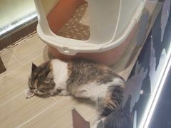 -momokira米努特·德文卷毛猫·棉花面纱犬