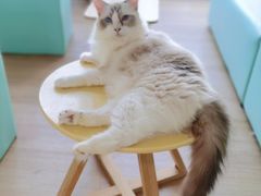-猫在这儿猫咪咖啡馆·撸猫馆