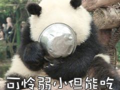 -陈有良尖椒鸡(渝中旗舰店)