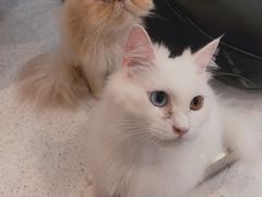 -飞行喵MR PILOT|猫舍·猫咖(静安大融城店)