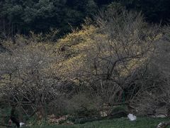 -杭州植物园