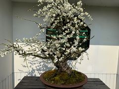 -香雪海
