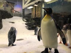 -悉尼海洋生物水族馆