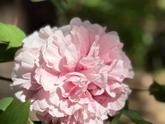 -洛阳市隋唐城遗址植物园