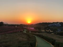 -大塘金香草谷