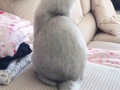 -糯米喵星人总部直营旗舰店·猫舍·幼猫出售