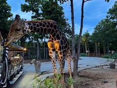 -清迈夜间动物园