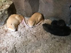 -酷嗒动物文化乐园(cutezoo西溪乐天城店)