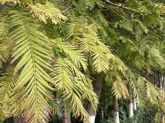 -桤木河湿地公园