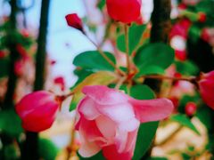 -天津东丽湖风景区