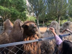 -长白岛森林公园