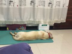 -宠福鑫康馨动物医院·骨科·眼科