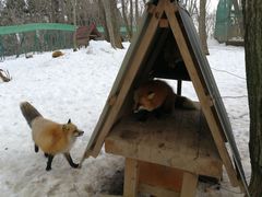 -宫城藏王狐狸村