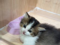 -爪爪喵星球·猫舍(卓悦中心店)