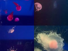 -西安曲江海洋极地公园