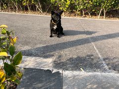 -瑞鹏宠物医院·骨外科·心肾科·肿瘤科(九亭店)