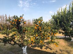 -上海长兴岛郊野公园