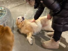 -百好乐宠物友好餐厅(朝外大街店)