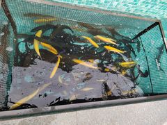 -京北渔家傲