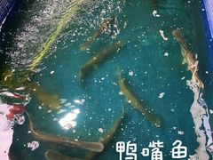 -鸿渡渔庄·特色鸭咀鱼