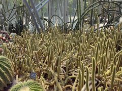 -深圳仙湖植物园