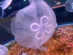 -欢乐海岸海洋奇梦馆