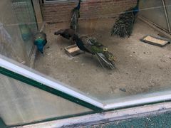 -青岛森林野生动物世界
