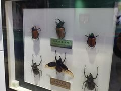 -上海昆虫博物馆