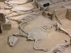 -洛阳周王城天子驾六博物馆