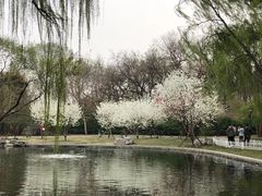 -望湖公园