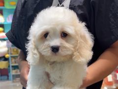 -FAELING PETS美天灵宠物(合生汇店)