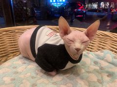 -猫友咖啡店(玉林西路店)