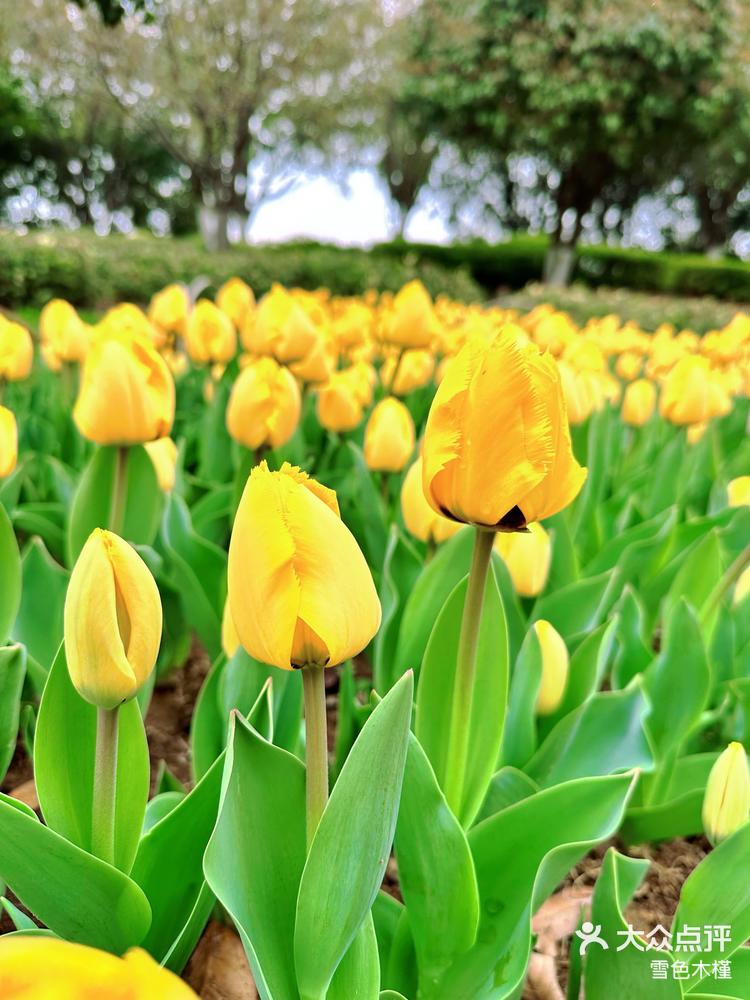 不负春光下江南南京玄武湖的春天真是太美了