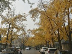 -三里屯东五街银杏大道