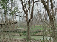 -合肥滨湖国家森林公园