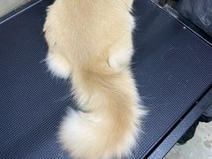 -PETKIT小佩宠物·低压洗护(国顺东路店)