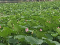 -大兴滨河森林公园