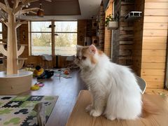 -猫的茶·猫咖