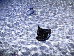 -北海海底世界