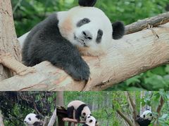 -成都大熊猫繁育研究基地