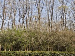 -洛阳市隋唐城遗址植物园