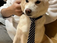 -南京Hallo宠物乐园·哈罗犬舍·柴犬繁育基地